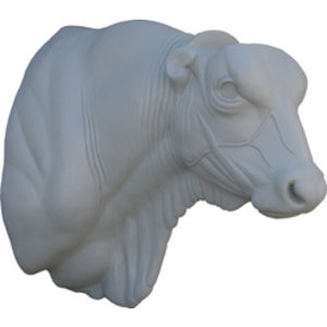 Hausrind (Bos primigenius taurus)