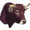Hausrind (Bos primigenius taurus)