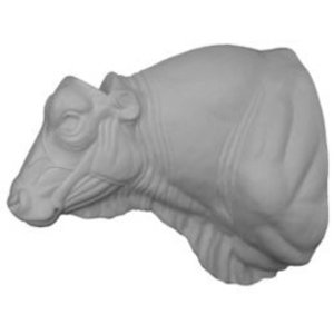 Hausrind (Bos primigenius taurus)
