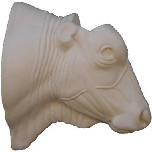 Hausrind (Bos primigenius taurus)