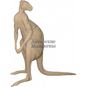 Kangoeroe (Macropus rufus / giganteus)