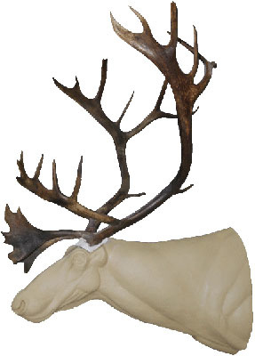 Rendier (Rangifer tarandus) - Prepareerwinkel.nl