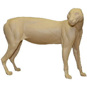 Poema (Puma concolor)