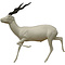 Indische antilope (Antilope cervicapra)