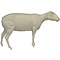 Domestic sheep (Ovis orientalis aries)