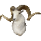 Marco Polo sheep (Ovis ammon polii)