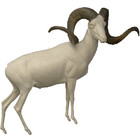 Marco Polo sheep (Art. G-MPS3-x)