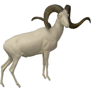 Marco Polo sheep (Ovis ammon polii)