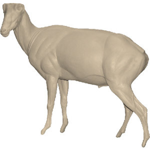 Mähnenschaf (Ammotragus lervia)