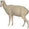 Barbary sheep (Ammotragus lervia)