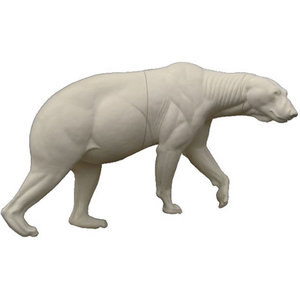 IJsbeer (Ursus maritimus)