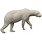 Polar bear (Ursus maritimus)