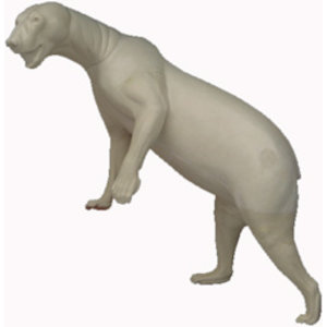 Eisbär (Ursus maritimus)