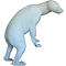 Braunbär (Ursus arctos)