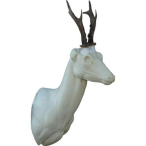 Reh (Capreolus capreolus)
