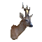 Roe deer (Capreolus capreolus)