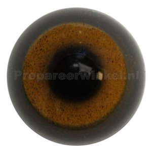 Steinadler (Aquila chrysaetos)