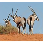 Antelope und Kuh Augen