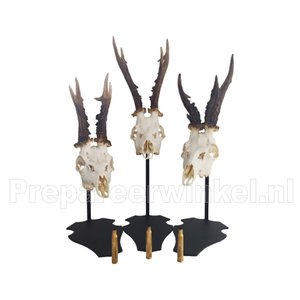 Trophy / Skull stand Parvus