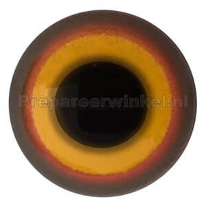 Eulenschwalm (Podargus strigoides)