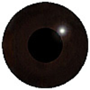 Dunkle Wasserläufer (Tringa erythropus)