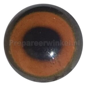 Moschusente (Cairina moschata)