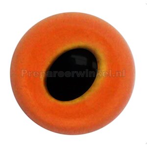 Weißkehltaube (Columba vitiensis)