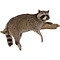 Raccoon (Procyon lotor)