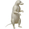 Waschbär (Procyon lotor)