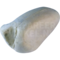 Blaumeise (Cyanistes caeruleus)