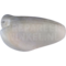 Wielewaal (Oriolus oriolus)