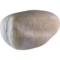 Goudfazant (Chrysolophus pictus)