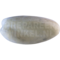 Korallenmöwe (Ichthyaetus audouinii)