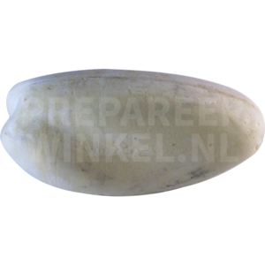 Lesser black-backed gull (Larus fuscus)