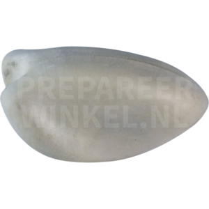 Girlitz (Serinus serinus)