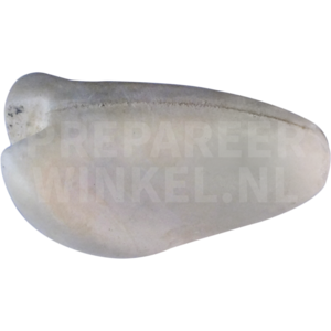 Grassittiche (Neophema ssp.)