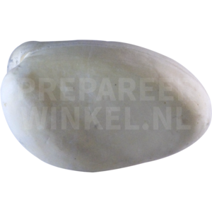 Rosellasittich (Platycercus eximius)