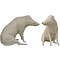 Wild boar (Sus scrofa)