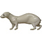 Polecat (Mustela putorius)