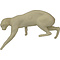 Wilde kat (Felis silvestris)