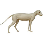 Rotfuchs (Art. G-F8-R-G)