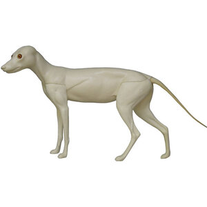 Vos (Vulpes vulpes)