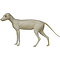 Vos (Vulpes vulpes)