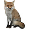 Red fox (Vulpes vulpes)