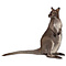 Wallaby (Macropus ssp.)