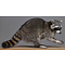 Raccoon (Procyon lotor)