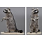Raccoon (Procyon lotor)