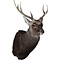 Sikahert (Cervus nippon)