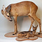 Roe deer (Capreolus capreolus)