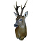 Ree (Capreolus capreolus)